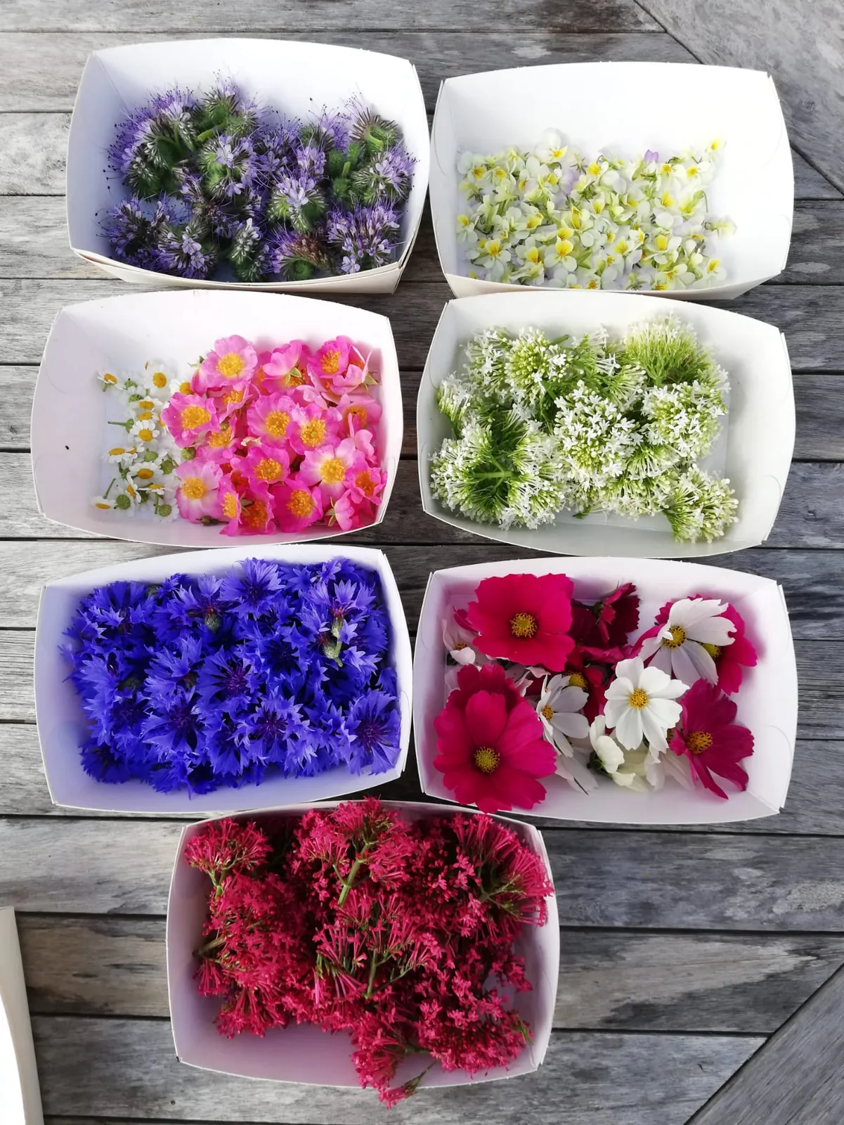 Les fleurs comestibles, semées entre les rangs de légumes