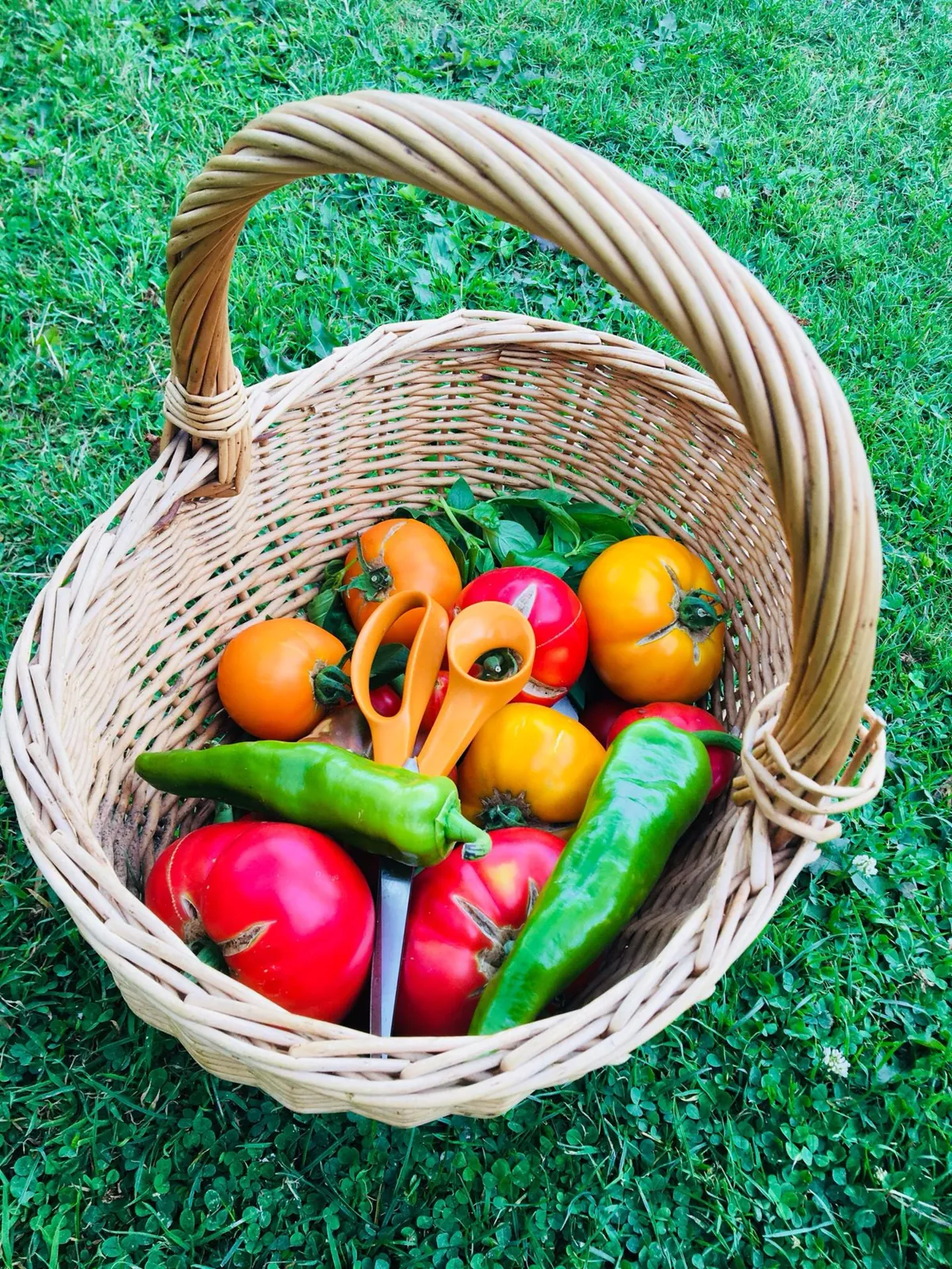 Un panier d'osier garni de légumes du potager