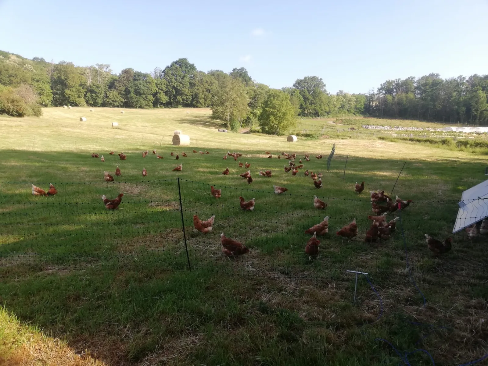 Les poules en plein air dans les prairies, près du poulailler mobile